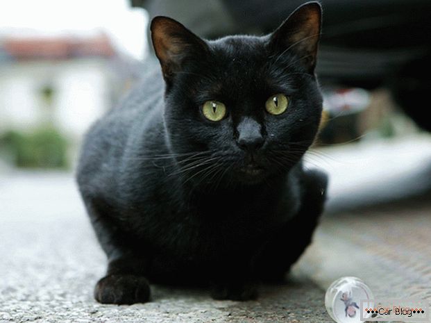 Fekete macska az úton - a balesethez